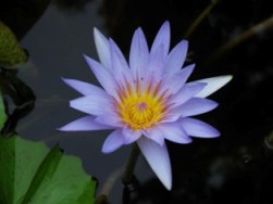 「ヒツジグサのなかま」（東京都神代植物園）